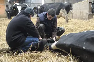 Stalling: Intravenous injection on a cow suffering in France