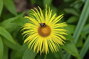 Pollenation: Inula