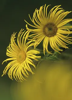 Elecampane: Inula
