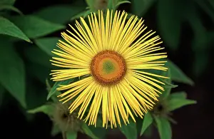 Exquisite: Inula