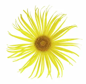 Cheery: Inula