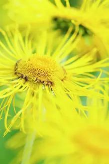 Himalayas: Inula, Inula hookeri, Detail of bright yellow coloured spike