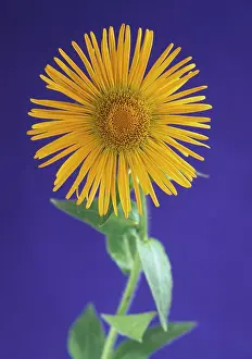 Elecampane: Inula