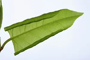 Fallopia: Invasive plant