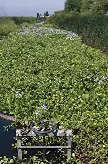 Invader: Invasive Water Hyacinths