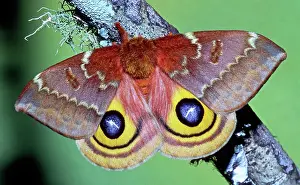 Saturniid: Io Moth (Automeris io) adult female
