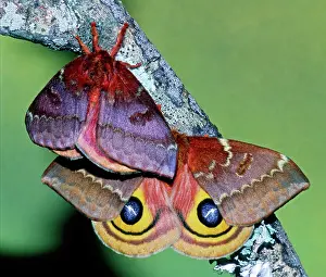 Saturniid: Io Moth (Automeris io) adult females