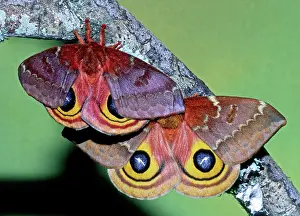 Saturniid: Io Moth (Automeris io) adult females