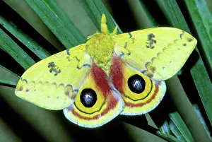 Saturniid: Io Moth (Automeris io) adult male
