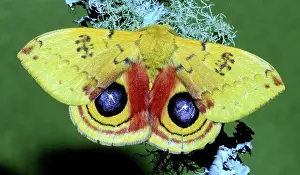 Saturniid: Io Moth (Automeris io) adult male