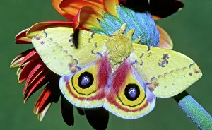 Saturniid: Io Moth (Automeris io) adult male
