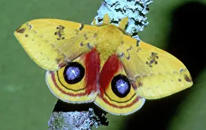 Saturniid: Io Moth (Automeris io) adult male