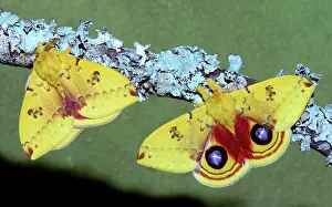 Saturniid: Io Moth (Automeris io) adult males