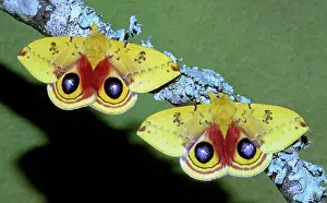 Saturniid: Io Moth (Automeris io) adult males