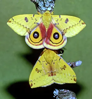 Saturniid: Io Moth (Automeris io) adult males