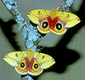 Saturniid: Io Moth (Automeris io) adult males