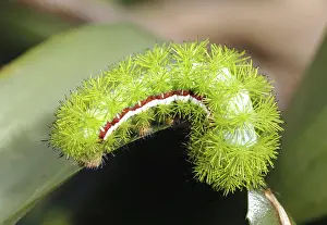 Malvaceae: Io Moth Caterpillar