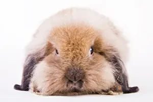 Bunnies: Ionhead rabbit