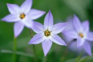 Uruguay: Ipheion