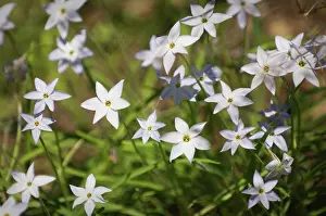 Uruguay: Ipheion