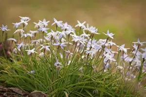 Uruguay: Ipheion