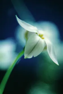 Starflower: Ipheion