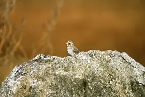 Sandwichensis: Ipswich Sparrow
