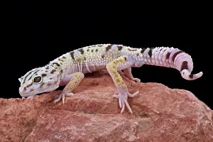 Iran: Iranian fat tailed gecko (Eublepharis angramainyu)