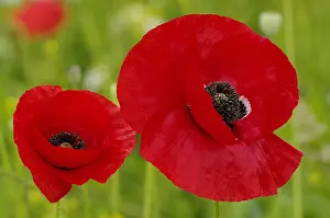 Papaver: Iranian Poppies (Papaver bracteatum) flowering