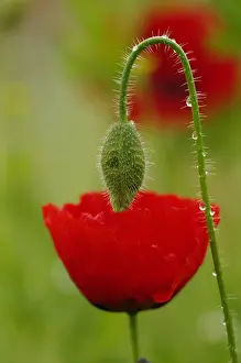 Papaver: Iranian Poppy (Papaver bracteatum) bud above a