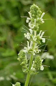 Pontic: Iranian Sage in flower Pontic Alps, Turkey