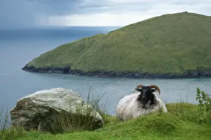 Atop: Ireland, Achill Island. Sheep rest atop