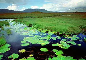 Gras: Ireland County of Galway Ahalia River near Maam