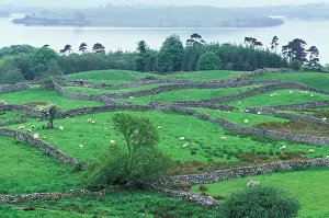 Mayo: Ireland, County Mayo. Grazing sheep and