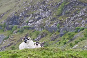 Ruminating: Ireland, County Mayo. Sheep resting in rocky