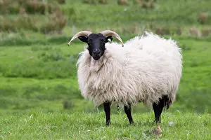 Mayo: Ireland, County Mayo, Westport. Close-up