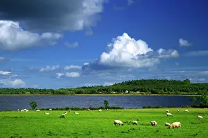 Dennis: Ireland, County Roscommon. Pastoral scene