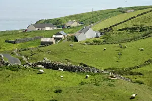 Wendy: Ireland, Donegal. Homes and grazing sheep