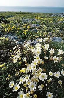 Avens: IRELAND - Eire. Mountain Avens (Dryas octopetala)