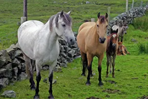 Kymri: Ireland. Farm horses of the Connemara in