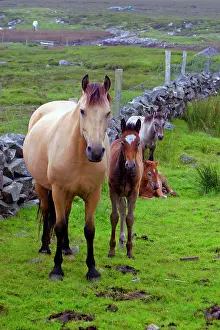 Kymri: Ireland. Farm horses of the Connemara in