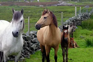 Kymri: Ireland. Farm horses of the Connemara in