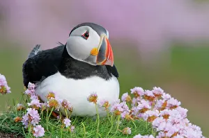 Morris: Ireland, Saltee Island. Atlantic puffin