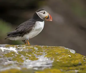 Eire: Ireland. Skellig Michael Island. Europe's
