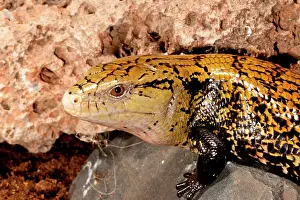 Skink: Irian Jaya Blue Tongue Skink, Tiliqua scincoides