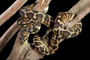 Irian: Irian Jaya Carpet Python