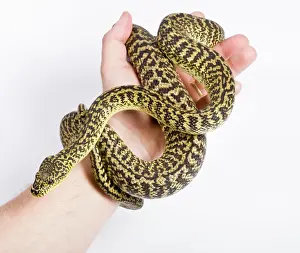 Irian: Irian Jaya Carpet Python - in hand