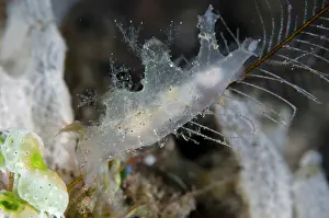 Wreck: Iridescent Nudibranch - Wreck Slope dive site, Tulamben