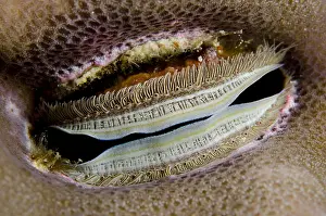 Bivalve: Iridescent Scallop (Pedum spondyloideum), wedged