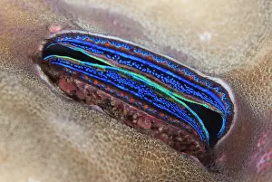 Wetar: Iridescent Scallop - Surai River dive site, Wetar